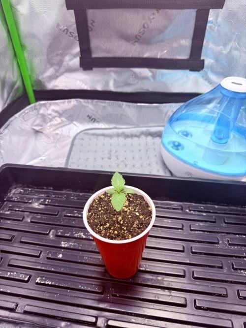 Lil' Red Riding Hood | Humboldt CSI. Week 1 - DAY 6
