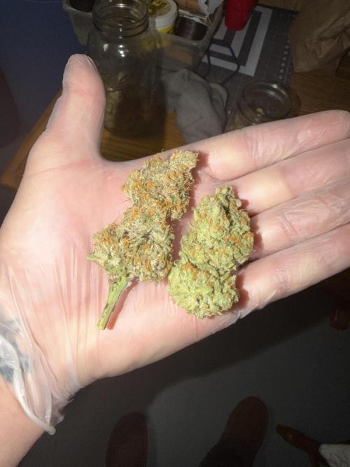 Tropical Cooler | Atlas Seeds. Week 13