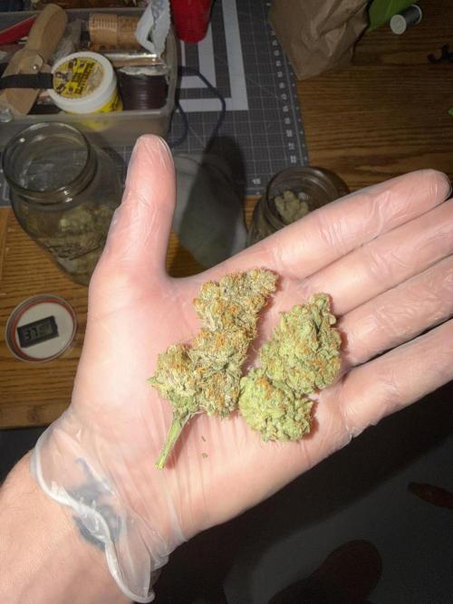 Tropical Cooler | Atlas Seeds. Week 13