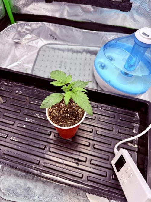 Lil' Red Riding Hood | Humboldt CSI. Week 2 - DAY 11