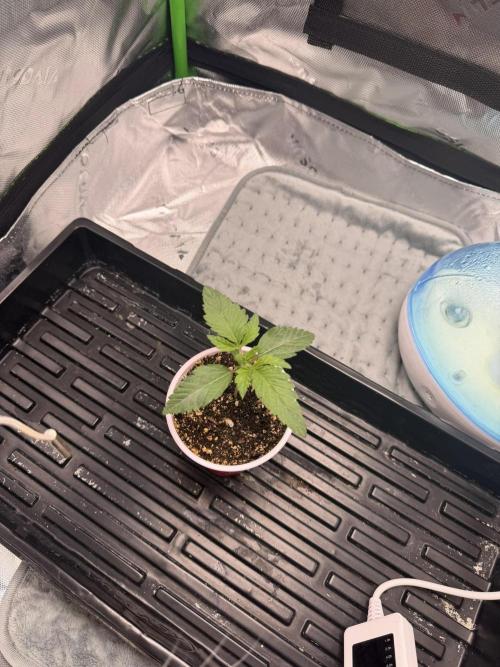 Lil' Red Riding Hood | Humboldt CSI. Week 2 - DAY 10