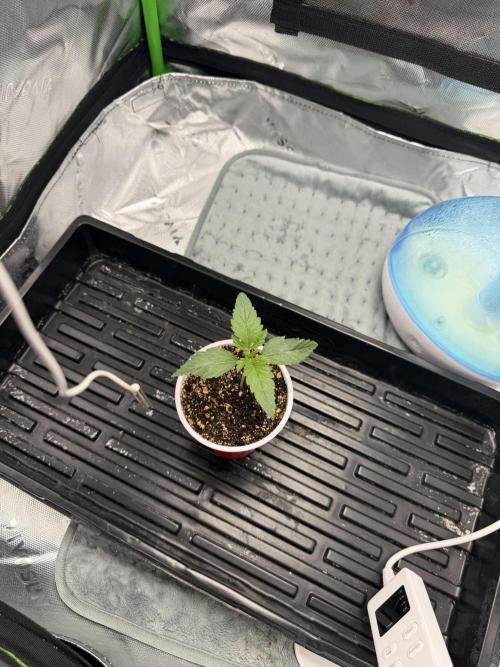 Lil' Red Riding Hood | Humboldt CSI. Week 2 - DAY 9