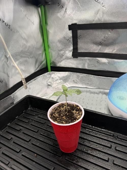 Lil' Red Riding Hood | Humboldt CSI. Week 2 - DAY 8