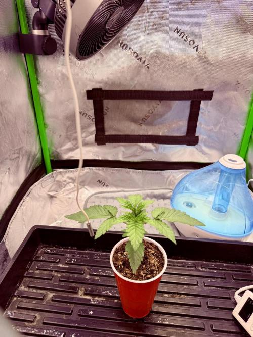 Lil' Red Riding Hood | Humboldt CSI. Week 2 - DAY 14