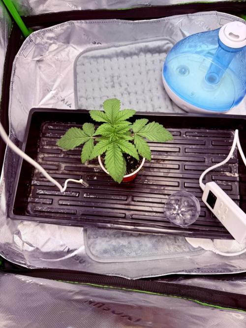 Lil' Red Riding Hood | Humboldt CSI. Week 3 - DAY 15