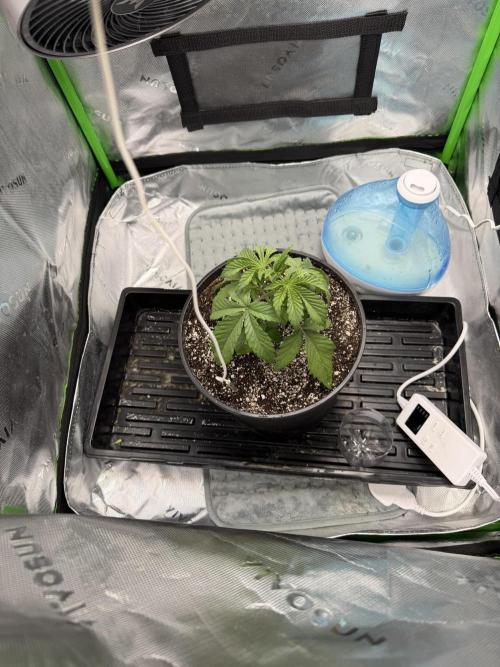 Lil' Red Riding Hood | Humboldt CSI. Week 3 - DAY 18