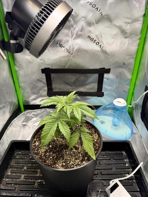 Lil' Red Riding Hood | Humboldt CSI. Week 3 - DAY 19