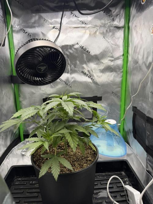 Lil' Red Riding Hood | Humboldt CSI. Week 4 - Day 24