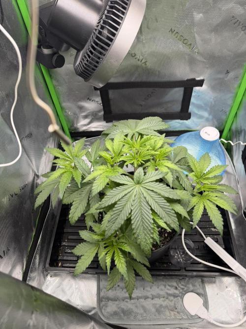 Lil' Red Riding Hood | Humboldt CSI. Week 4 - Day 26