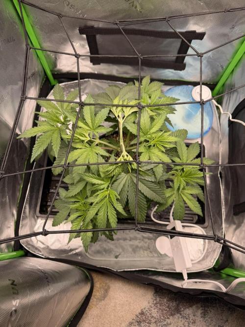 Lil' Red Riding Hood | Humboldt CSI. Week 4 - Day 27