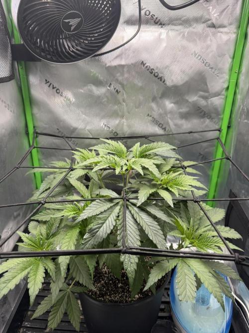 Lil' Red Riding Hood | Humboldt CSI. Week 4 - Day 219