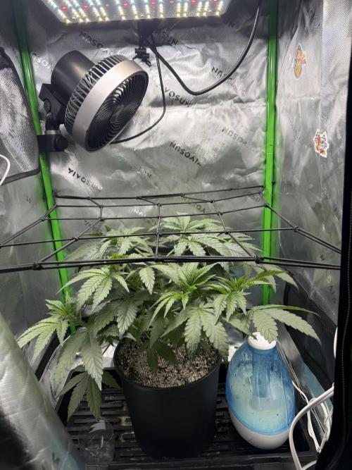 Lil' Red Riding Hood | Humboldt CSI. Week 4 - Day 31