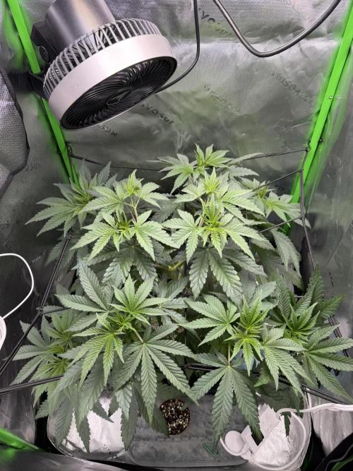 Lil' Red Riding Hood | Humboldt CSI. Week 5 - D38