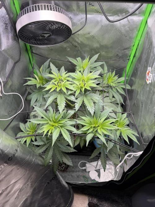 Lil' Red Riding Hood | Humboldt CSI. Week 5 - D37