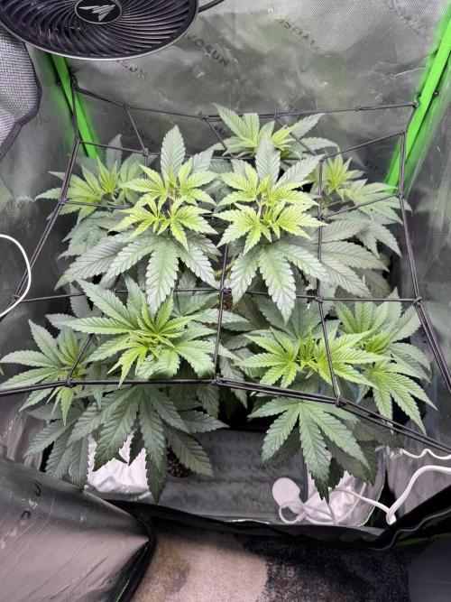 Lil' Red Riding Hood | Humboldt CSI. Week 5 - D36