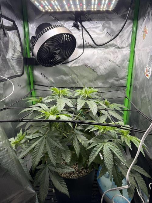 Lil' Red Riding Hood | Humboldt CSI. Week 5 - D35
