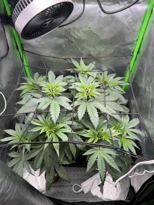 Lil' Red Riding Hood | Humboldt CSI. Week 5 - D34