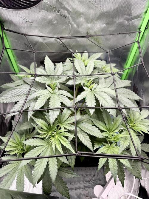 Lil' Red Riding Hood | Humboldt CSI. Week 5 - D32