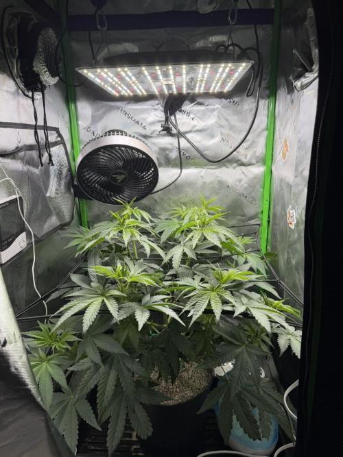 Lil' Red Riding Hood | Humboldt CSI. Week 6 - D41