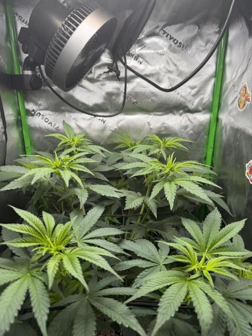 Lil' Red Riding Hood | Humboldt CSI. Week 6 - D43