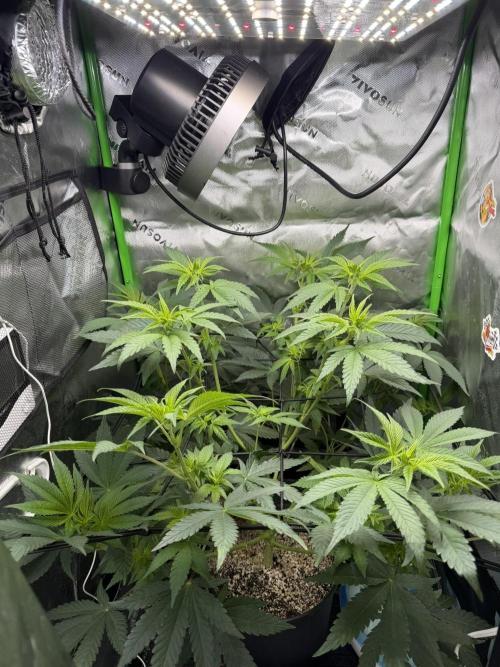 Lil' Red Riding Hood | Humboldt CSI. Week 6 - D44