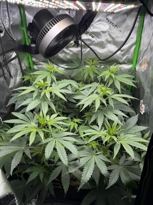 Lil' Red Riding Hood | Humboldt CSI. Week 6 - D47

