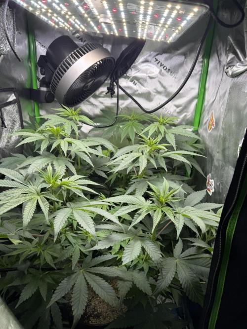 Lil' Red Riding Hood | Humboldt CSI. Week 7 - D48
