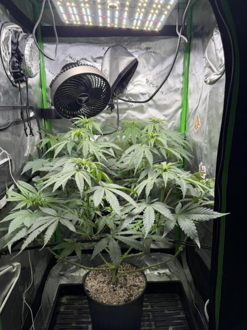 Lil' Red Riding Hood | Humboldt CSI. Week 7 - D49