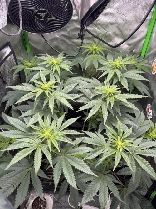 Lil' Red Riding Hood | Humboldt CSI. Week 7 - D50