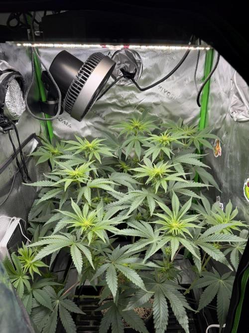 Lil' Red Riding Hood | Humboldt CSI. Week 7 - D51
