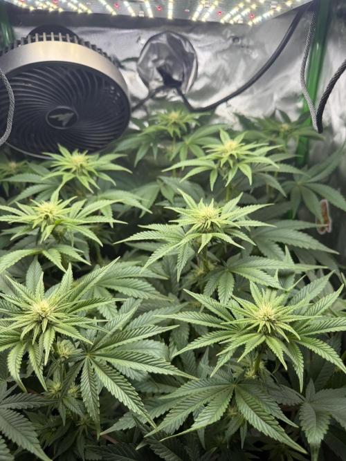Lil' Red Riding Hood | Humboldt CSI. Week 8 - D56_2
