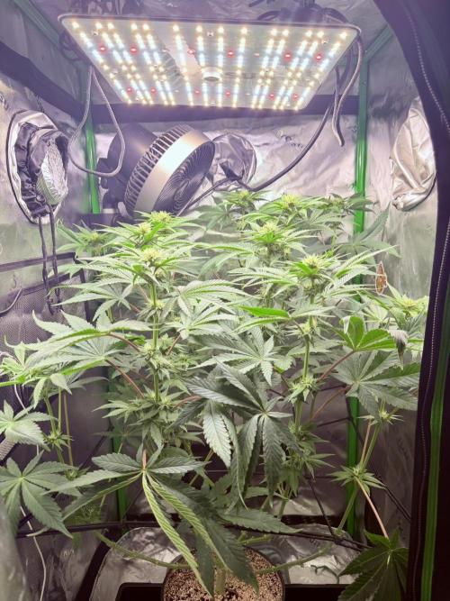 Lil' Red Riding Hood | Humboldt CSI. Week 8 - D56