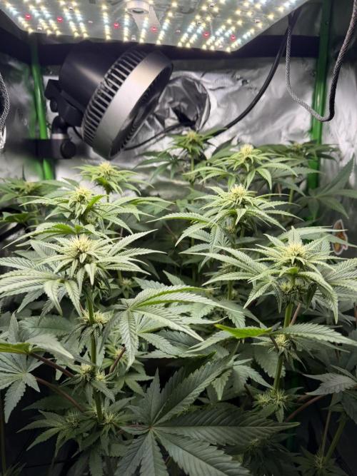 Lil' Red Riding Hood | Humboldt CSI. Week 8 - D57