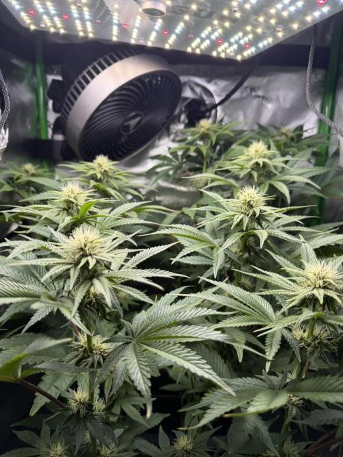 Lil' Red Riding Hood | Humboldt CSI. Week 8 - D59