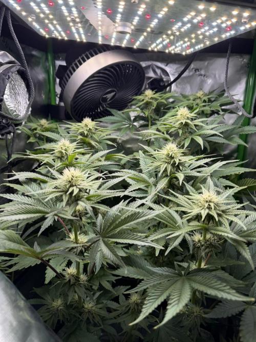Lil' Red Riding Hood | Humboldt CSI. Week 8 - D60