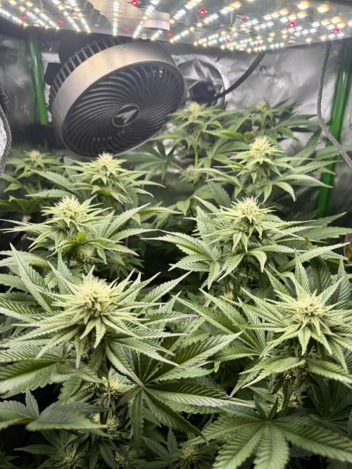 Lil' Red Riding Hood. Week 8
