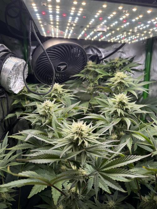 Lil' Red Riding Hood | Humboldt CSI. Week 9 - DAY 63
