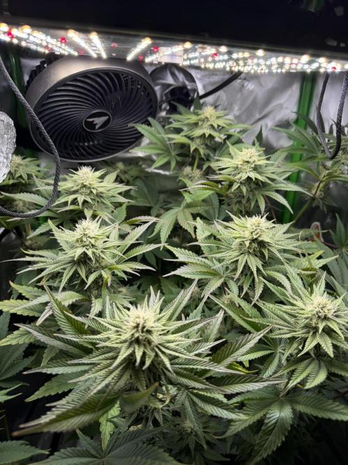 Lil' Red Riding Hood | Humboldt CSI. Week 9 - DAY 65