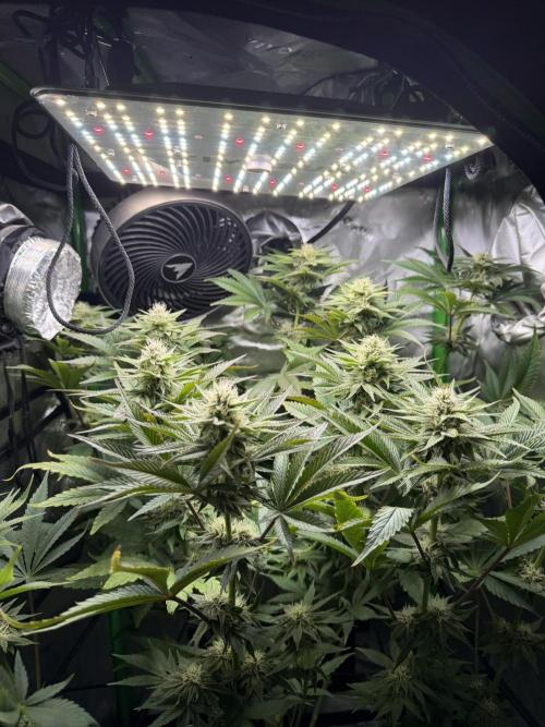 Lil' Red Riding Hood | Humboldt CSI. Week 9 - DAY 66