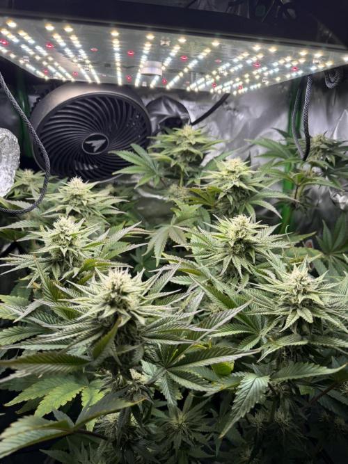 Lil' Red Riding Hood | Humboldt CSI. Week 9 - DAY 67