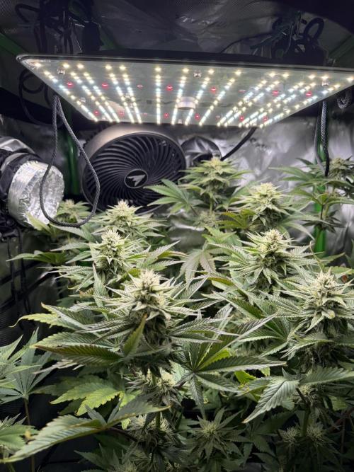 Lil' Red Riding Hood | Humboldt CSI. Week 9 - DAY 68