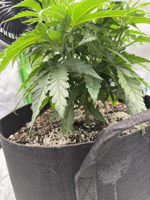 Marrakesh | Purple City Genetics. Week 1