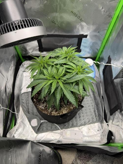 Marrakesh | Purple City Genetics. Week 1