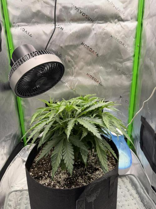 Marrakesh | Purple City Genetics. Week 1