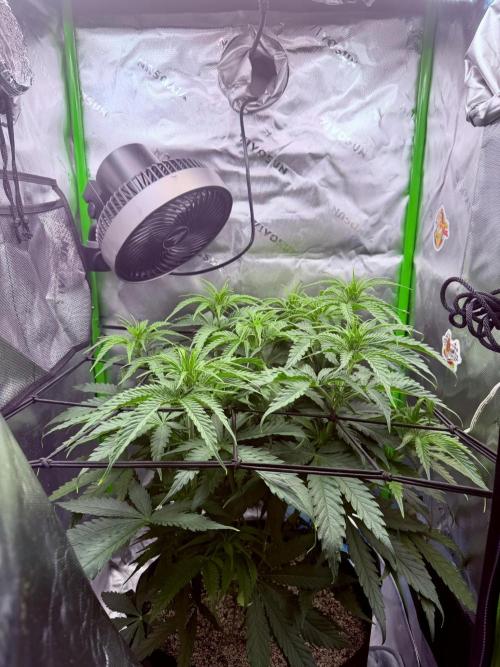 Marrakesh | Purple City Genetics. Week 3