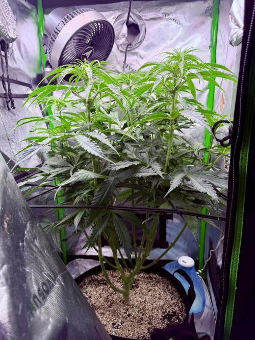 Marrakesh | Purple City Genetics. Week 3