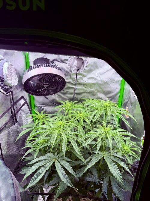 Marrakesh | Purple City Genetics. Week 3