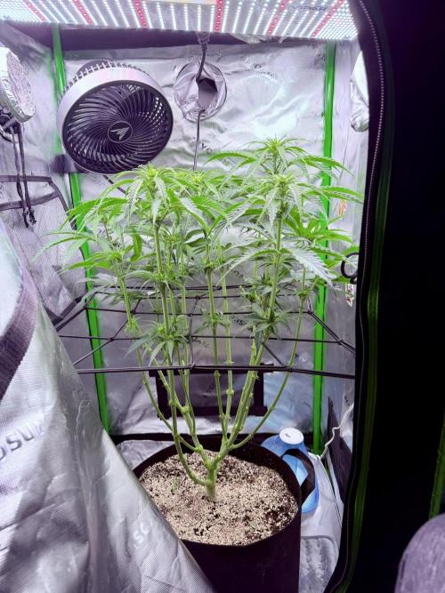 Marrakesh | Purple City Genetics. Week 3