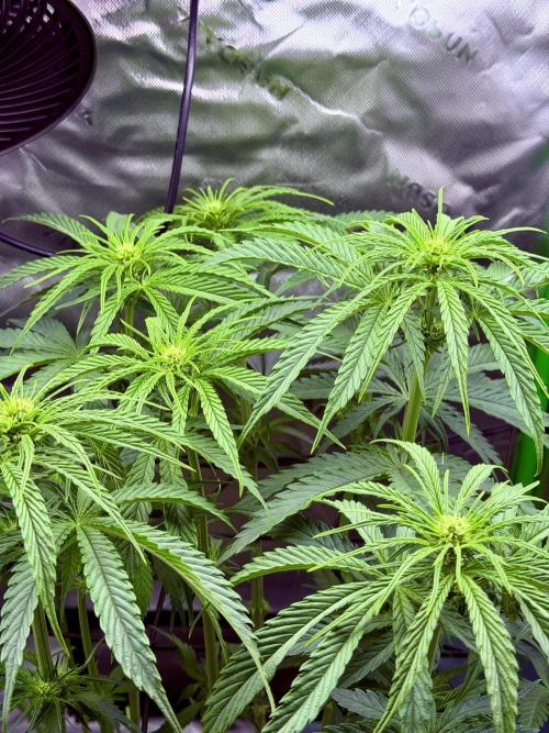 Marrakesh | Purple City Genetics. Week 3