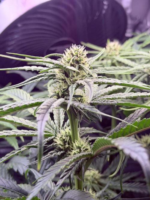 Marrakesh | Purple City Genetics. Week 4